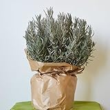 自信の自家生産 ラベンダー 大株 30-50cmボリュームあり！ お庭の 低木に ハーブ 苗 植木 庭木 苗木
