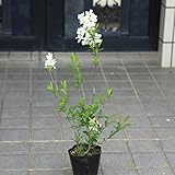 庭木苗・苗：利休梅（リキュウバイ）りきゅうばい