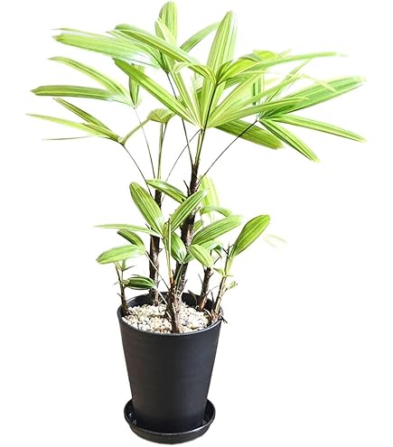 Amazon｜観葉植物 斑入り 観音竹 綾錦 カンノンチク 4号鉢 観葉植物
