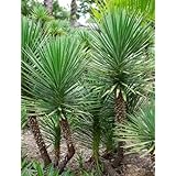 【種子】Yucca Aloifolia ◆ユッカ・アロイフォリア／銃剣◎種子5粒◆リュウゼツラン科イトラン属