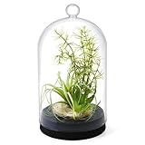 GREENPARK 多肉植物ミックスA ガラスドームL 造花 フェイクグリーン