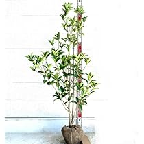 51JYTtOoN3L._AC_UL210_SR210,