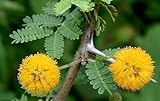 Acacia farnesiana - sweet Acacia - 50 seeds