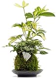 3寸シェフレラ寄せ植え苔玉美濃焼皿付