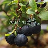 浅間クロマメノキ3号ポット 2株セット[浅間ベリー ブルーベリーに似た実 ジャムや生食に] ノーブランド品