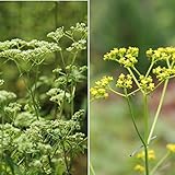 山野草:オトコエシとオミナエシ 各2ポットセット【紫桜館山の花屋】