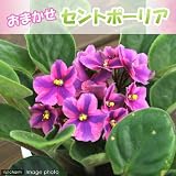 (観葉)セントポーリア(品種おまかせ) 3.5号(お買い得3鉢セット) 本州・四国限定[生体]