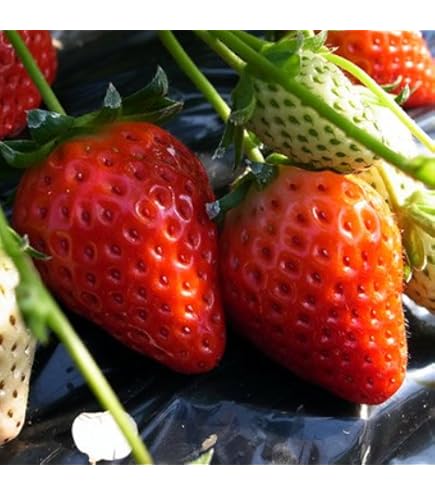 Amazon | イチゴ (いちご) あかねっ娘 ポット苗1個 いちご 苗 | 果物