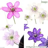 (山野草)ユキワリソウ 標準花(雪割草) 花色おまかせ 3号(1ポット) 本州・四国限定[生体]