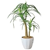 Tabletop Faux Palm Tree inポット、ホワイト