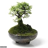 益子焼 足付丸鉢 灰釉