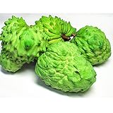 沖縄県産 アテモヤ お試し 3玉 (約600g前後) あてもやは森のアイスクリームと言われ珍しいフルーツ (12月頃)