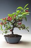 盆栽　実付き！コトネアスターの鉢植え