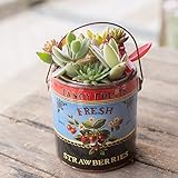 多肉植物 寄せ植え taniku オールドボトル缶 Lサイズ ( ストロベリー 柄 )