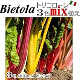 スイスチャード 苗 ビエトラトリコロール ふだんそう ３色mix植えポット 5ポットセット