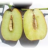 国華園　果樹苗　ナツメ　無核大金絲棗　（むかくたいきんいと）　1株【※発送が国華園からの場合のみ正規品です】