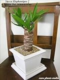 青年の樹★ユッカ・エレファンティぺス / スクエアポット・ホワイト / Yucca Elephantipes / Square Pot White / インテリア観葉植物 / 鉢植え