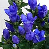 りんどう：花巻銀河ブルー4号鉢植え[晩秋まで楽しめる岩手の竜胆] ノーブランド品