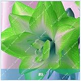 2本アマリリス盆栽球根バルバドスリリーシーズンバルコニーフラワーヒッパスタイル球根水耕栽培根鉢植え花9