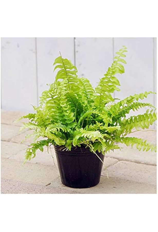 Amazon Co Jp 観葉植物 シダ ネフロレピス ツデー ３号 １ポット 北海道冬季発送不可 ホーム キッチン