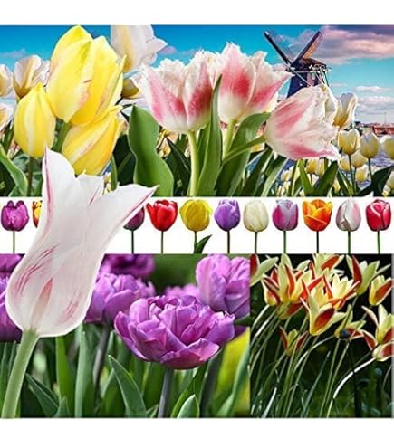 Amazon.co.jp: 原種系チューリップ 球根 Bセット 4種40球 ミニ