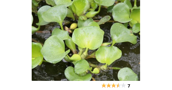 Amazon 国産 ホテイアオイ 玉草 ホテイ草 浮き草 5株 メダカ 金魚の産卵に Emuwai Emuwai 生体水草 通販