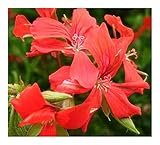 Pelargonium peltatum - Ivy-leaf Geranium - Cascading Geranium red - 5 seeds