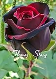 20ブラックローズ種子 - 赤のエッジに、希少な色、人気の庭の花の種多年生ブッシュや盆栽の花