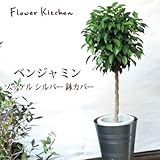 ベンジャミン Lサイズ 7号鉢I　KEAの ソッケル シルバー 鉢カバー付き