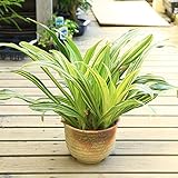厄除け 観葉植物:オモト 万年青*萬古焼深鉢 丸鉢