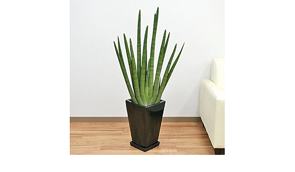Amazon サンスベリア キリンドリカ スクエア陶器鉢植え 観葉植物 オンライン通販