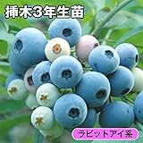 国華園　果樹苗　ブルーベリー　フクベリーP　挿木3年生苗　3株【※発送が国華園からの場合のみ正規品です】