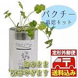 パクチー栽培記録 家庭菜園の初心者がパクチーを種から育ててみた トドログ