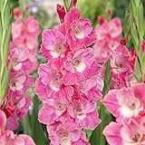 春植え球根 グラジオラス 普通球 ピンクパロット外 30球【※発送がからの場合のみ正規品です】