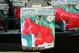 【果樹苗】【接木】　サクランボ　選抜佐藤錦　一年生　【送料込価格】