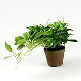 フィロリーフ 光触媒人工観葉植物 インテリア グリーン 陶器ポット入り ハイグレード 18cm