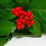 【5本セット】 センリョウ 樹高0.3m前後 9cmポット 千両 せんりょう 苗木 植木 苗 庭木 生け垣