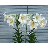 テッポウユリ（鉄砲百合）ひのもと芽出し苗2株入り4号 2個セット ノーブランド品