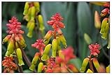 Lachenalia mixed - hyacinth - 10 seeds
