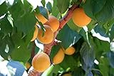 【果樹苗】アンズ／ニコニコット　５号ポット　【落葉低木】