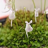 (食虫植物)ウトリクラリア サンダーソニー(ウサギゴケ) 3号(1鉢) 本州・四国限定[生体]