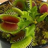 ビッグセール200pcsの熱い販売の鉢植え食虫植物種子ハエジゴクMuscipulaジャイアントクリップハエトリグサ種子