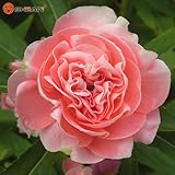 Potted Flower Seeds Rare Green Garden Balsam Camellia Impatiens Seeds Four Seasons Garden Flowering 