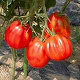 トマト：ズッカ3号ポット 3株セット[サントリー本気野菜・欧州グルメシリーズ] ノーブランド品