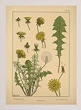 プレート43 – Dandelion byヴィンテージAppleコレクション 24.00"x17.02" 115324-42-5FUSA