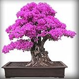 ホット販売カラーブーゲンビリアをSpectabilis WILLDの9種類は多年生盆栽植物の花ブーゲンビリアのシードを選択することができ120PCS