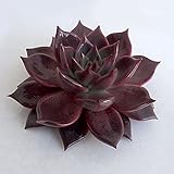 カット株：エケベリア：タウラス[タウルス]直径約11cm ノーブランド品