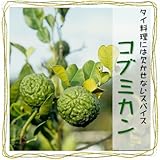 天然アロマ こぶみかん ポット苗(コブミカン ハーブ バイマックルー カフィアライムリーフ 9cmポット)