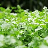 Firlar コリアンダー種子 香りが濃い! 香草