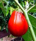 Solanum melogena - Red Eggplant - 5 seeds